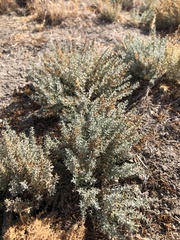 Frankenia salina