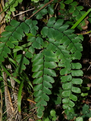 Adiantum cunninghamii