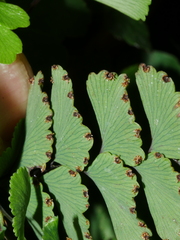 Adiantum cunninghamii