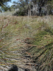 Juncus acutus