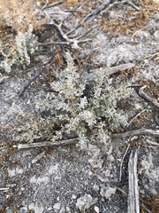 Atriplex semibaccata