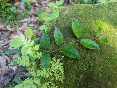 Hydrangea viburnoides