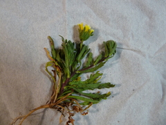 Layia platyglossa