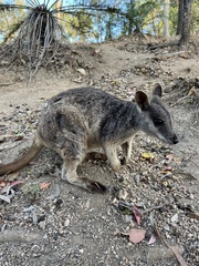 Petrogale mareeba