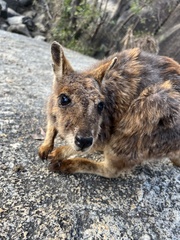 Petrogale mareeba