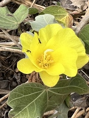 Gossypium tomentosum