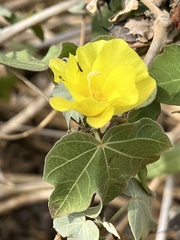 Gossypium tomentosum