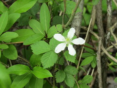 Rubus flagellaris