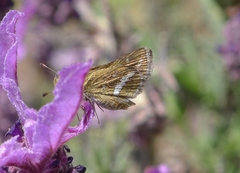 Taractrocera papyria