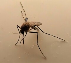 Aedes taeniorhynchus