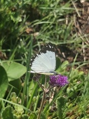 Belenois creona severina