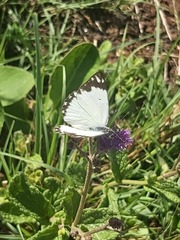 Belenois creona severina