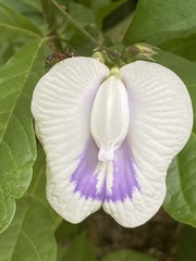 Centrosema pubescens