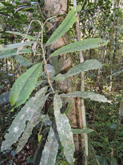 Brexia madagascariensis