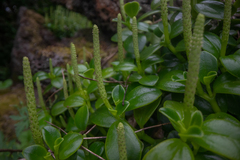 Peperomia urvilleana