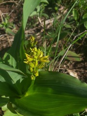 Hypoxis colchicifolia