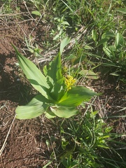 Hypoxis colchicifolia