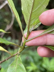 Mussaenda parviflora
