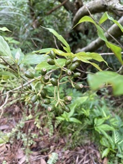 Mussaenda parviflora