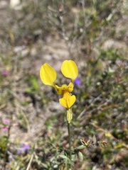 Diuris unica