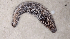 Holothuria princeps