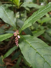 Spigelia
