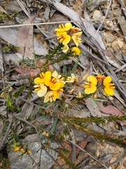 Dillwynia brunioides