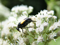 Macrosiagon dimidiata