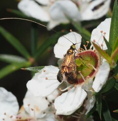 Nemophora