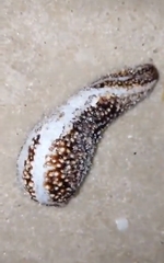 Holothuria princeps