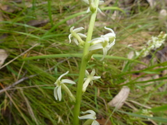 Stackhousia aspericocca
