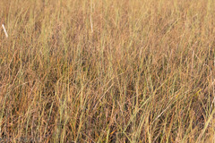 Cladium mariscus