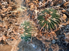 Echinofossulocactus