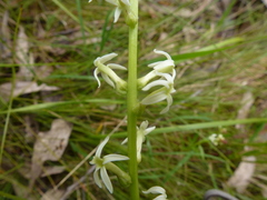 Stackhousia aspericocca