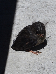 Petroica macrocephala macrocephala