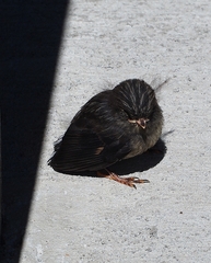 Petroica macrocephala macrocephala