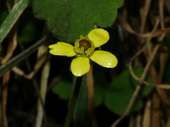 Ranunculus reflexus