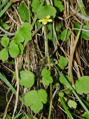 Ranunculus reflexus
