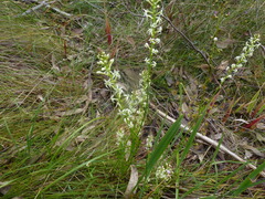 Stackhousia aspericocca