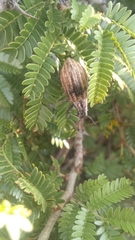 Entiminae