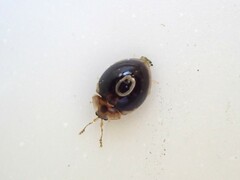 Corylophidae