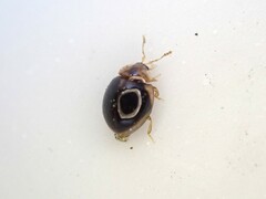 Corylophidae