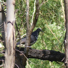 Leucosarcia melanoleuca