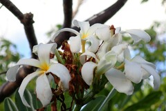 Plumeria obtusa