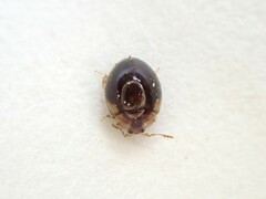 Corylophidae