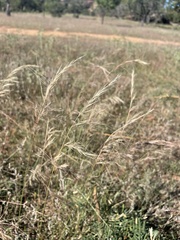 Aristida purpurea