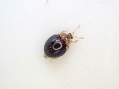 Corylophidae