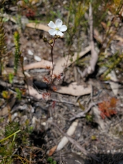 Drosera peltata