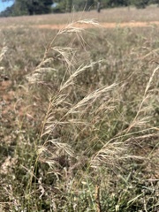 Aristida purpurea