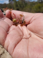 Drosera peltata